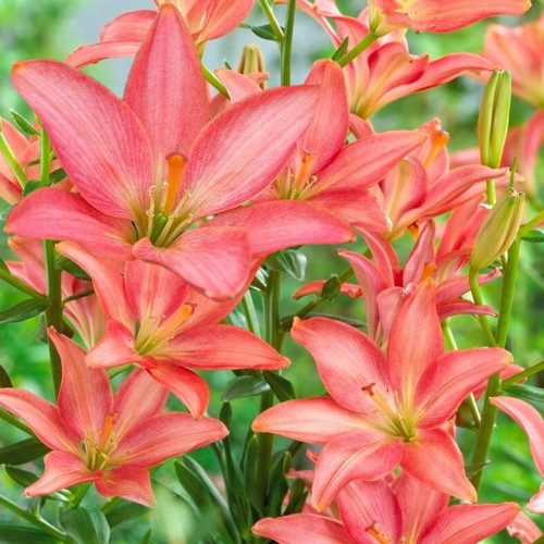 Lilium 'Little Kiss' - Liilia 'Little Kiss'  